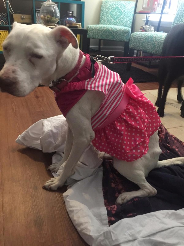 Fundraiser by Megan Turner : Helping Piper