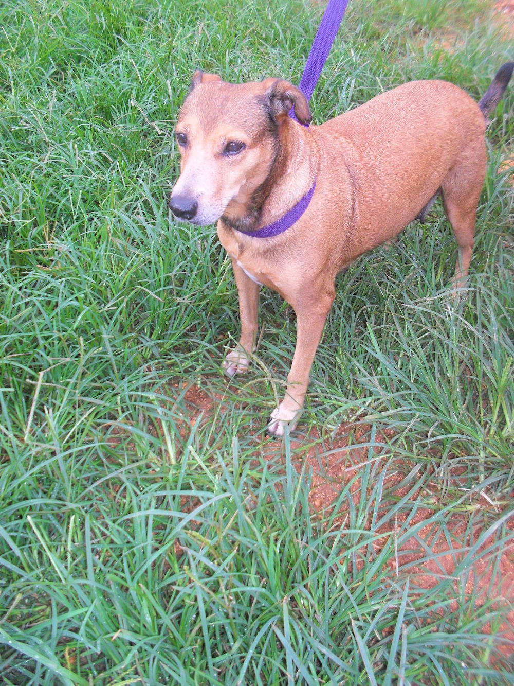 Fundraiser by Emily Haggin Jamaica Dog Rescue