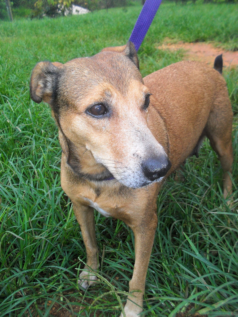 Fundraiser by Emily Haggin Jamaica Dog Rescue