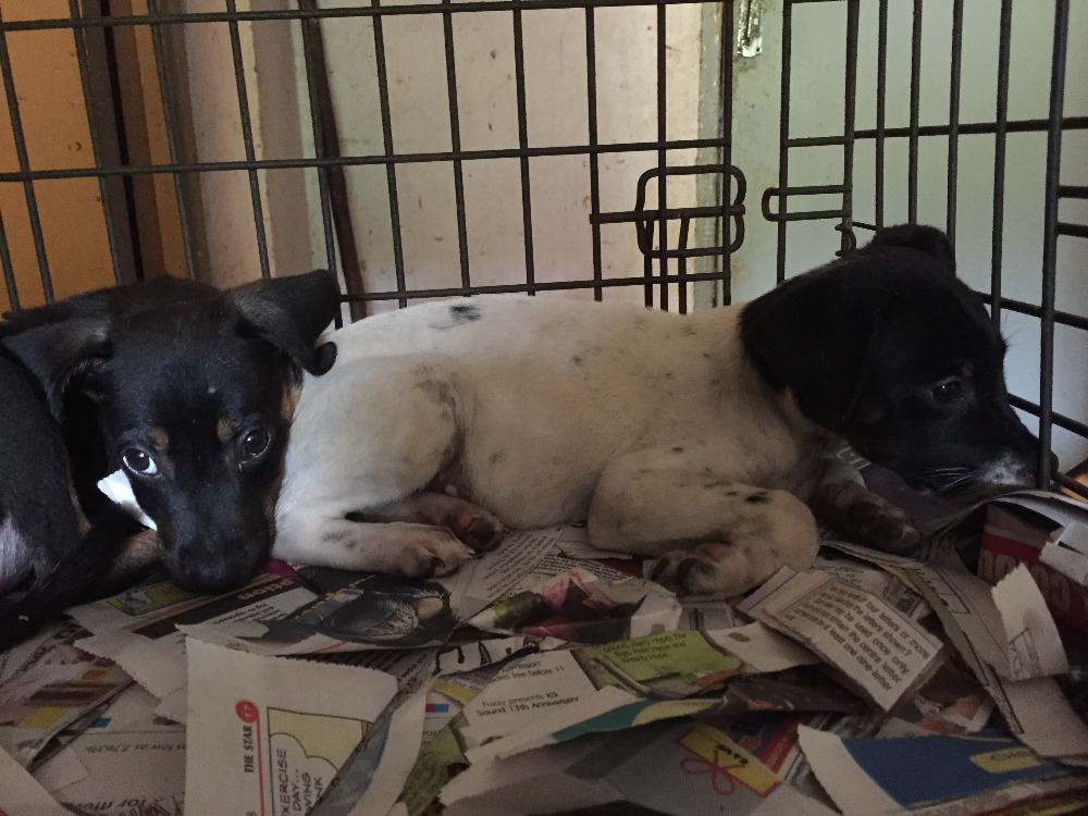 Fundraiser by Emily Haggin Jamaica Dog Rescue