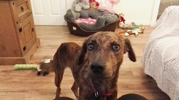 Fundraiser By Kristyn Adams Pets Needing Transport To Freedom